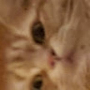 Meet your Posher, Morts cancerous